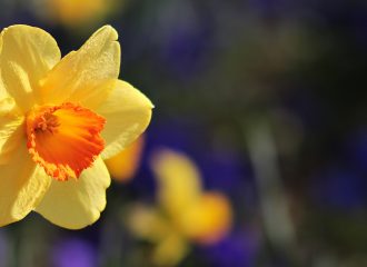 Daffodil in bloom to illustrate spring cleaning one's finances
