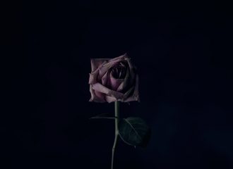 Wilted rose with black background