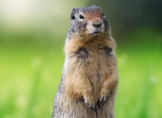 A groundhog.